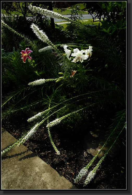 20060730-0009-White-Gayfeather,-'Casa-Blanca'-Lily