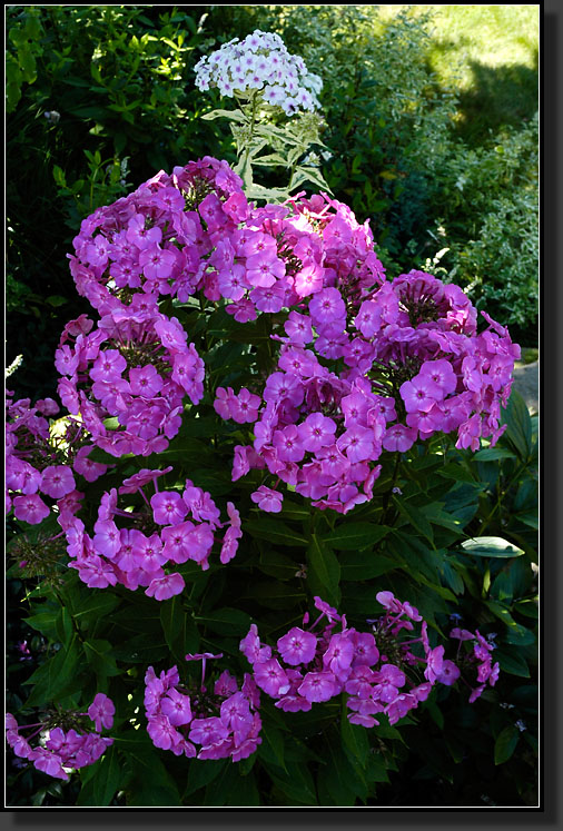 20060805-0004-Phlox-'Little-Princess'