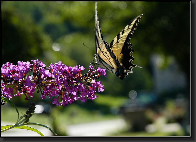 20060805-0007-Eastern-Tiger-Swallowtail-on-Butterfly-Bush-'Pink-Delight'