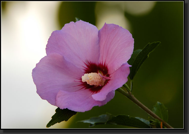 20060811-0002-Rose-of-Sharon-'Aphrodite'