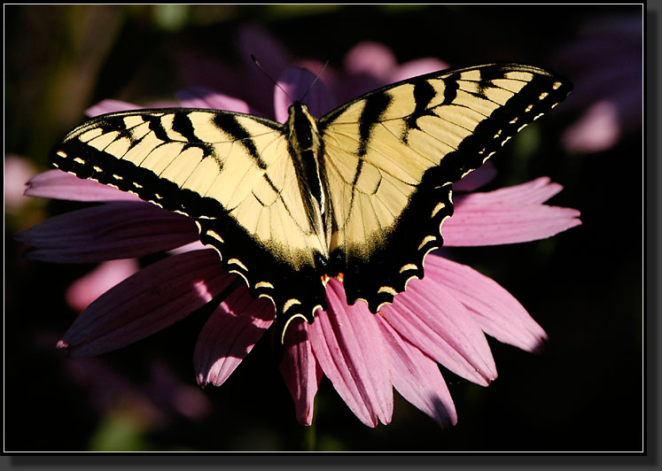 20060811-0007-Tiger-Swallowtail-on-Purple-Coneflower