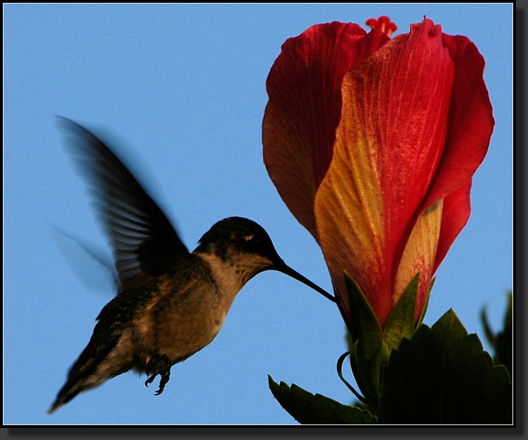 20060825-0002-Ruby-Throat-Testing-Hibiscus