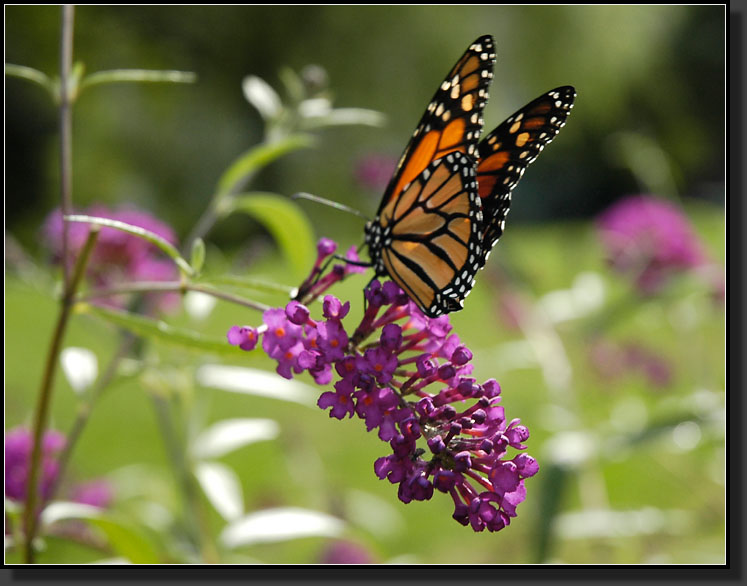 20060904-0002-Monarch-on-Buddleia-'Pink-Delight'