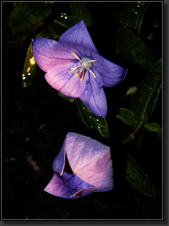 20060916-0003-Balloon-Flower-'Sentimental-Blue'