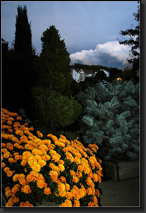 20061004-0015-Hardy-Chrysanthemum