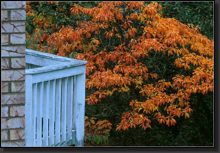 20061018-136-Fall,-Backyard