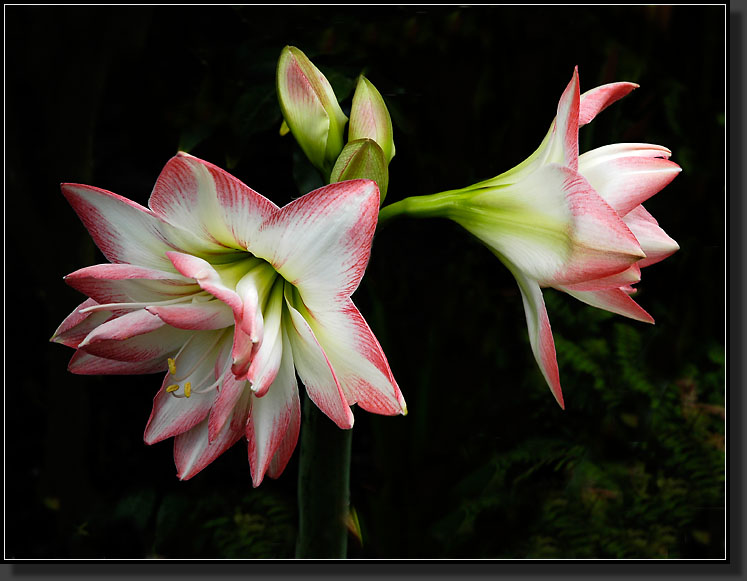 20060412-0033-Double_Flowering_Amaryllis