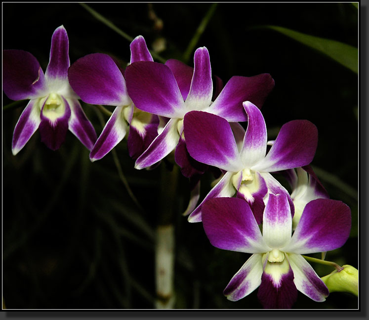 20060903-0330-Purple-White-Dendrobium