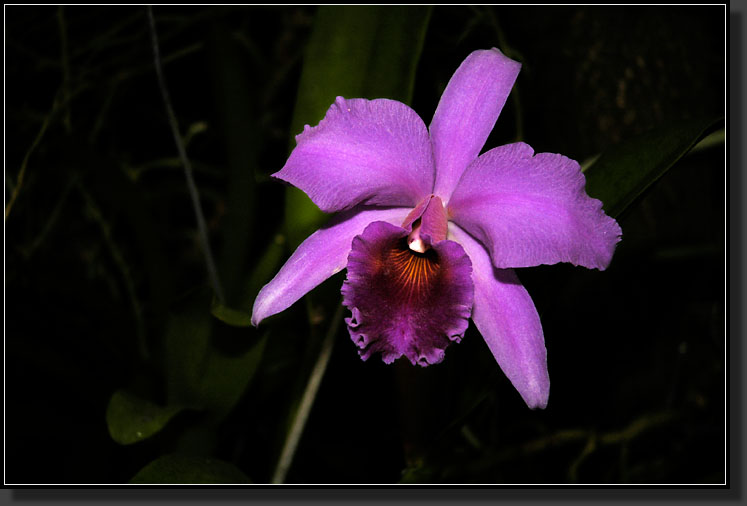 20060903-0336-Laeliocattleya-Crowborough