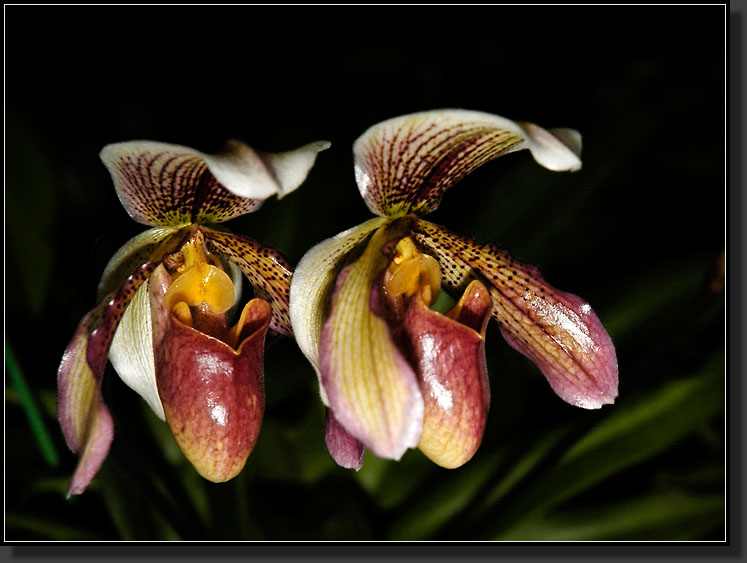 20060903-0342-Slipper-Orchid-(Paphiopedilum-A.-Dimmock)