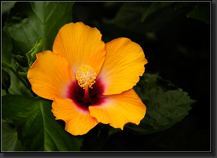 20060903-0365-Hibiscus