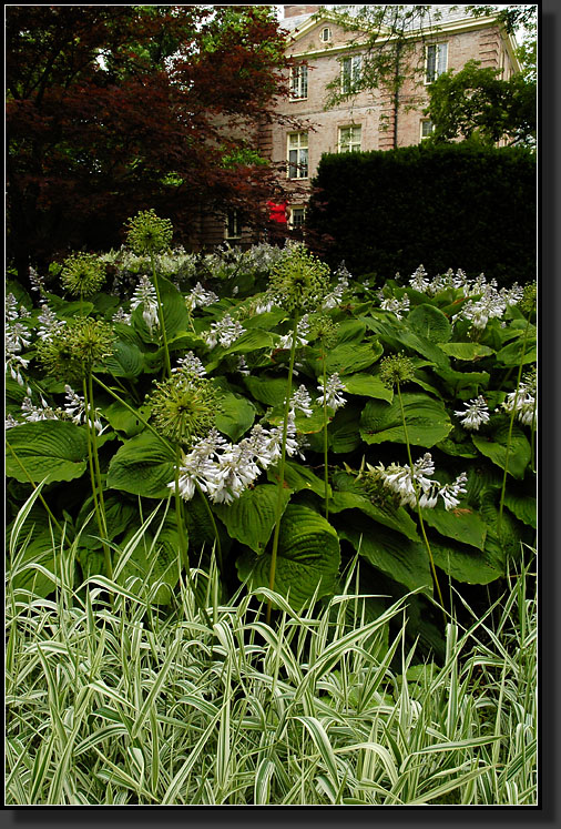 20060704-0013-Hosta-'Royal-Standard'-near-Mansion