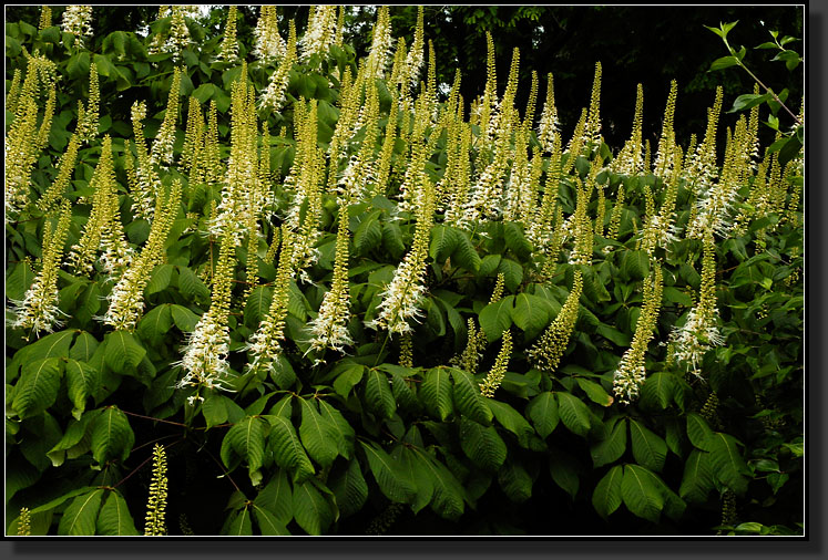 20060704-0023-Bottlebrush-Buckeye-(Aesculus-parviflora)