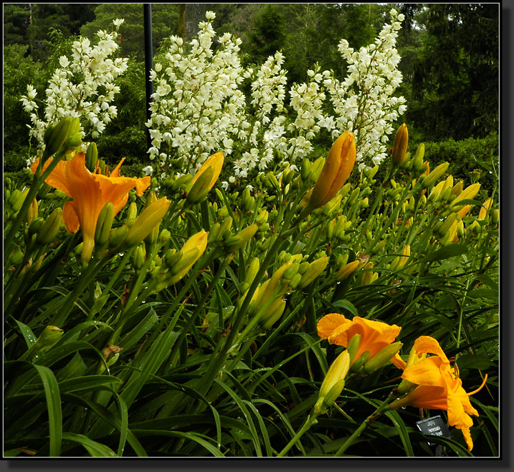 20060704-0086-Yucca,-Daylilies