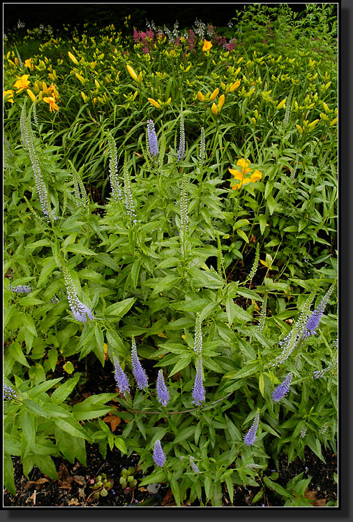 20060704-0090-Veronica-'Goodness-Grows'-Speedwell