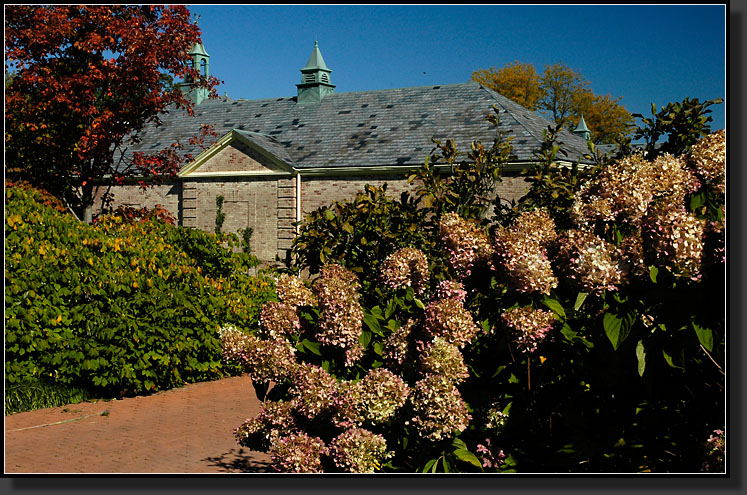 20061008-0034-Hydrangea-P.-'Limelight'