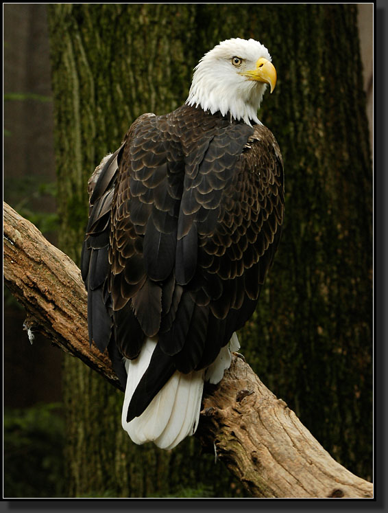 20060903-0060-Bald-Eagle