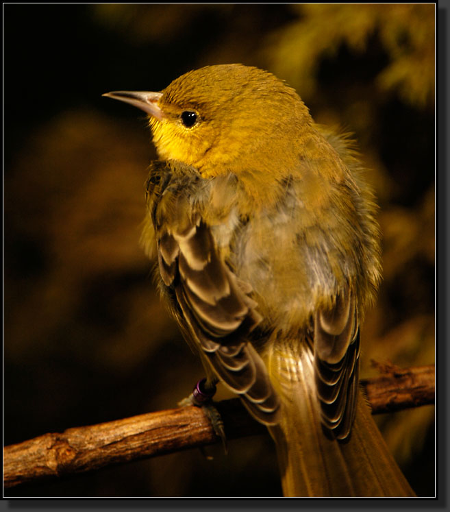 20060903-0090-Yellow-Warbler