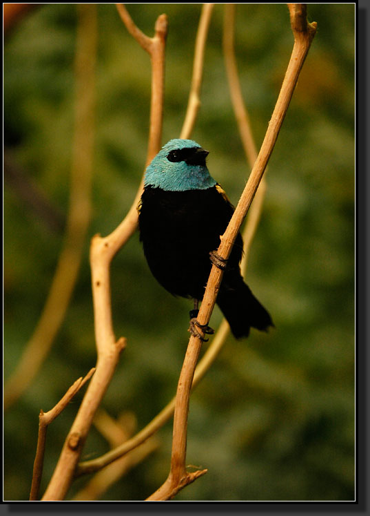 20060903-0100-Blue-necked-Tanager