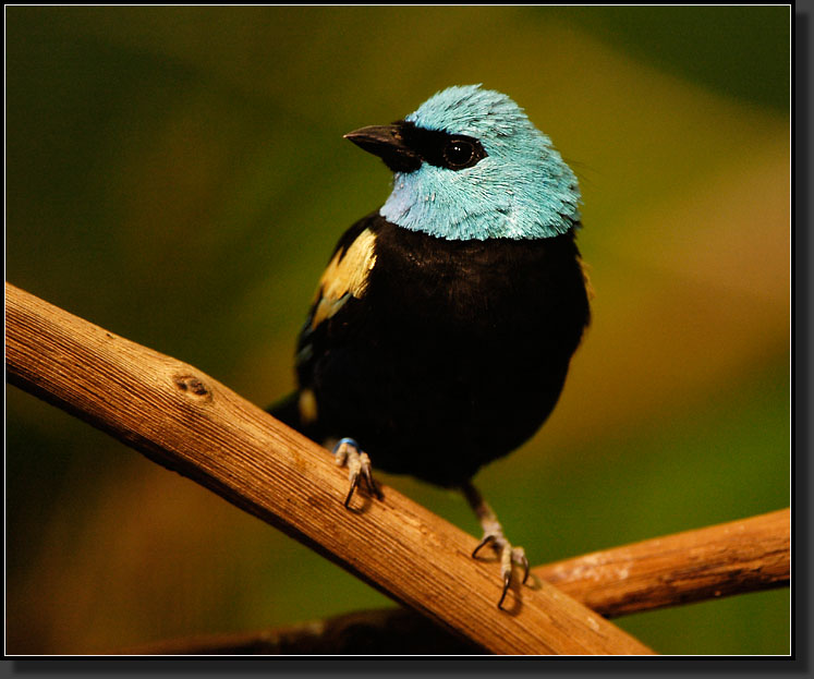 20060903-0108-Blue-necked-Tanager