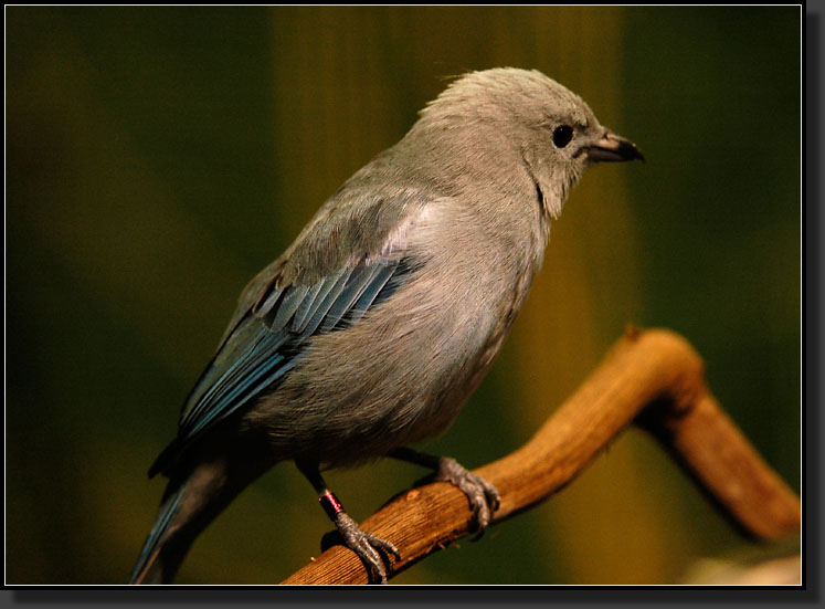 20060903-0115-Palm-Tanager