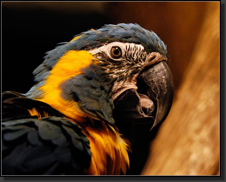 20060903-0137-Blue-throated-Macaw