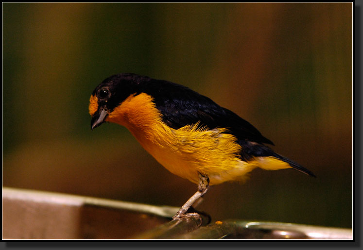 20060903-0142-Violaceous-Euphonia