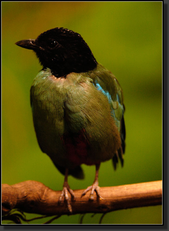 20060903-0152-Hooded-Pitta