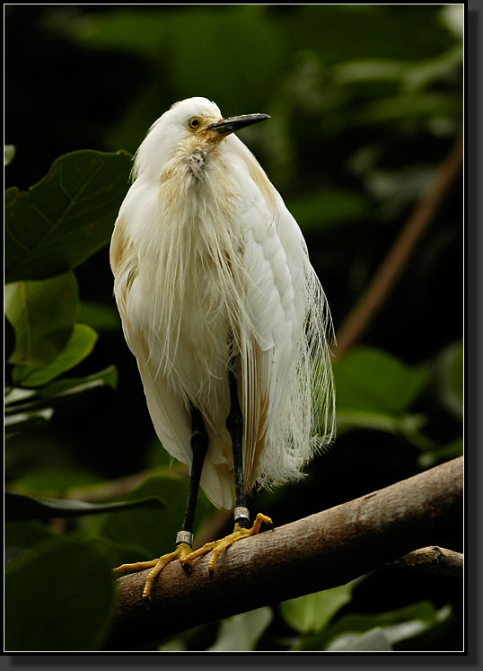 20060903-0159-Snowy-Egret