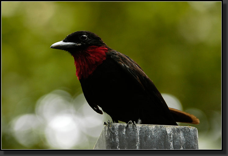 20060903-0160-Purple-throated-Fruitcrow