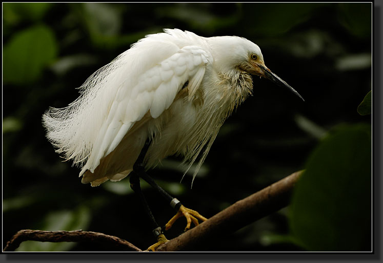 20060903-0163-Snowy-Egret