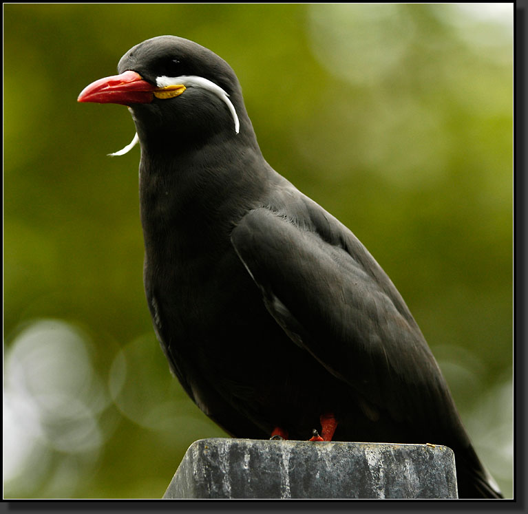 20060903-0164-Inca-Tern