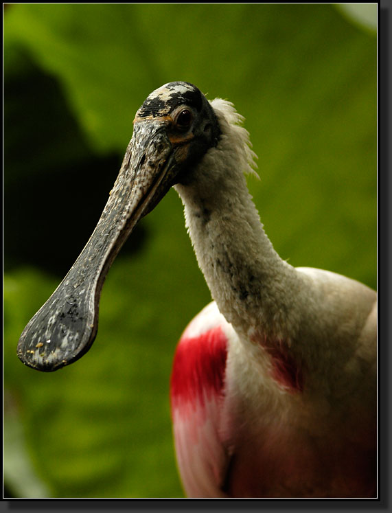 20060903-0176-Roseate-Spoonbill