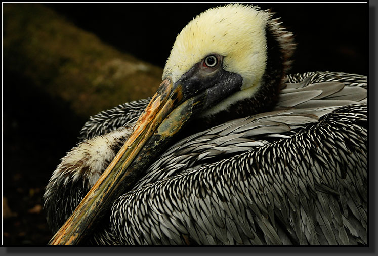 20060903-0180-Brown-Pelican