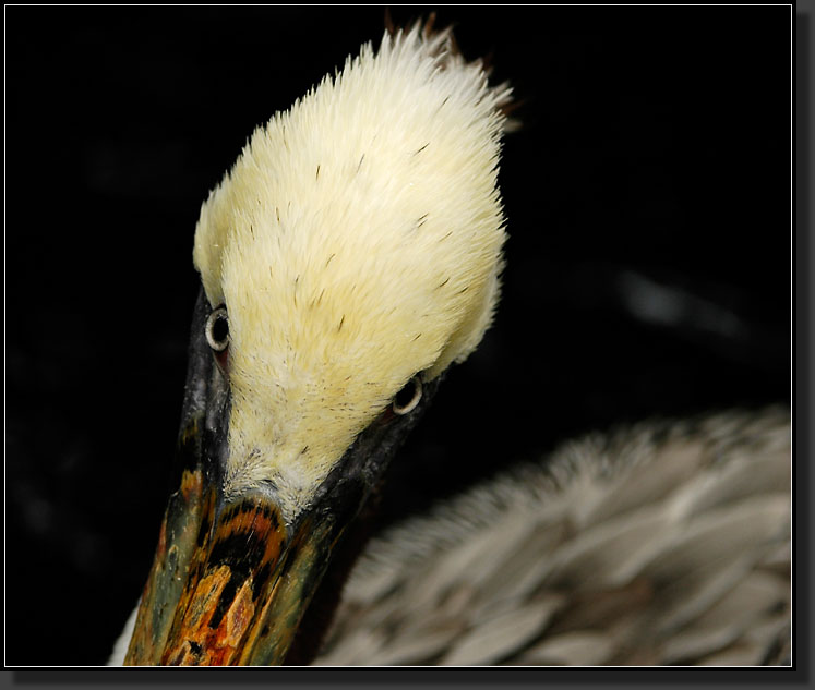 20060903-0227-Brown-Pelican