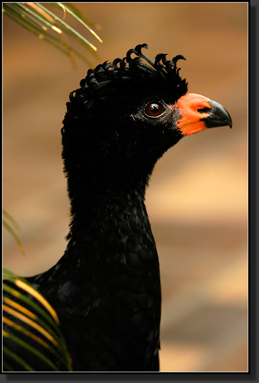 20060903-0238-Wattled-Curassow