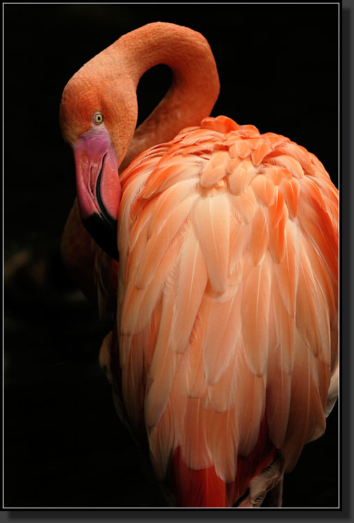 20060903-0244-American-Flamingo