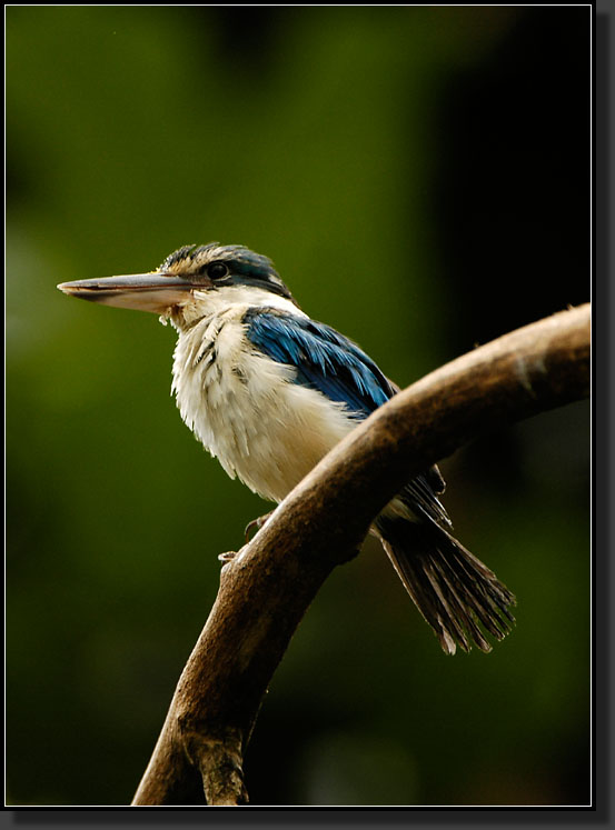 20060903-0276-Micronesian-Kingfisher