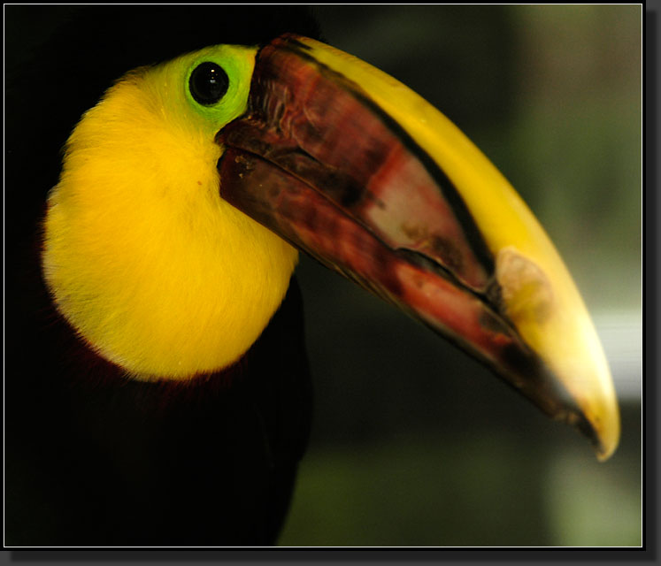 20060903-0301-Chestnut-mandibled-Toucan