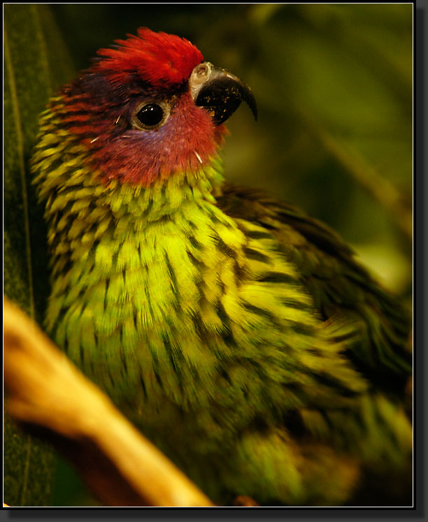 20060903-0304-Goldie's-Lorikeet