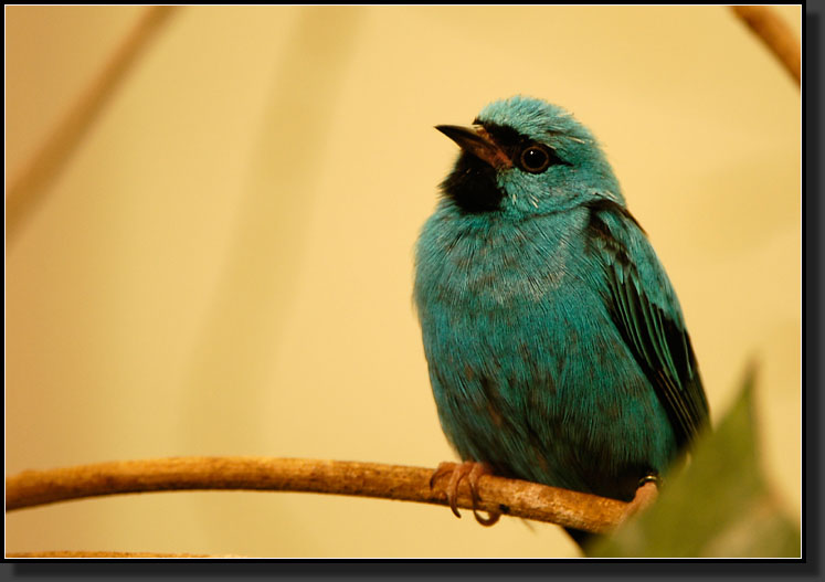 20060903-0320-Blue-Dacnis