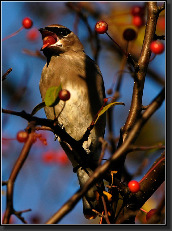 20061014-0012-Cedar-Waxwing