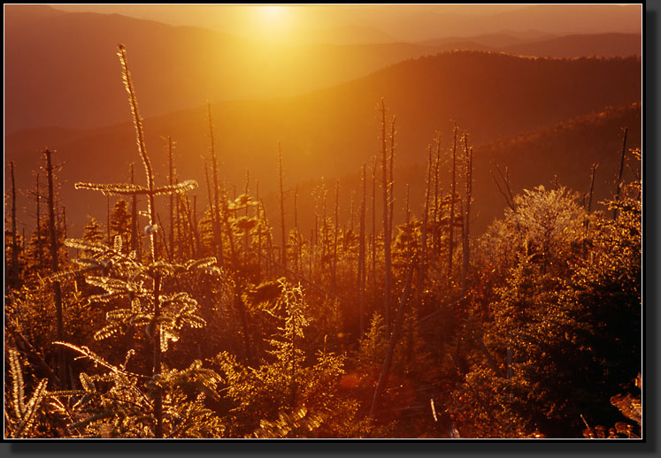 20061028-228-Hoarfrost,-Clingmans-Dome