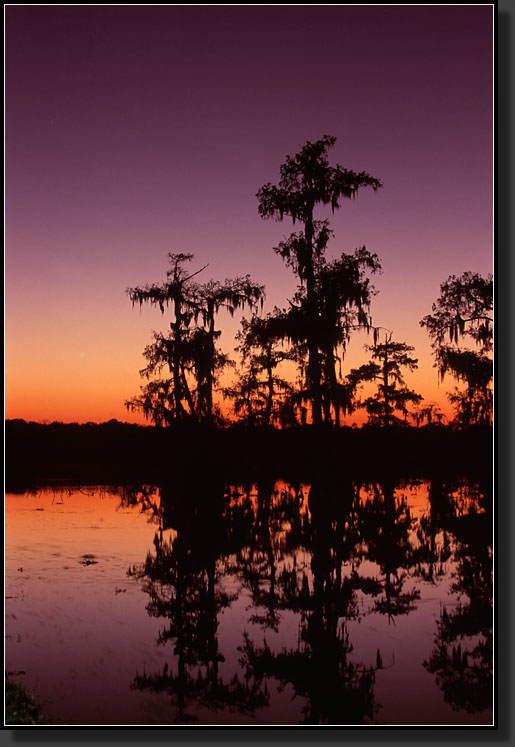 20061123-108-Bald-Cypress-at-Sunset,-Lake-Martin