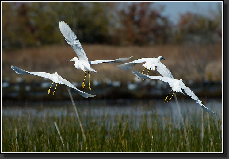 20061124-0125-Snowy-Egrets,-Cameron-Prairie-NWR