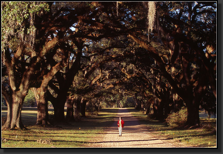 20061124-15-Oak-Alley,-St-Francisville-LA