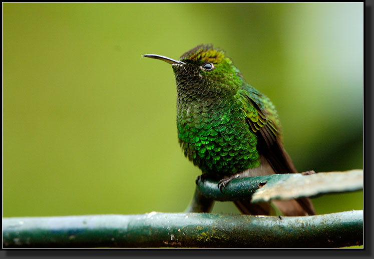 20061208-0011-Coppery-headed-Emerald,-La-Paz