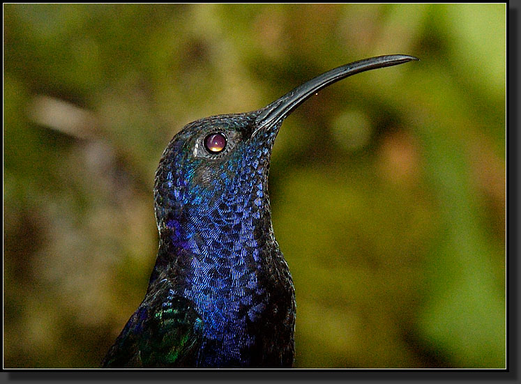 20061208-0012-Violet-Sabrewing,-La-Paz