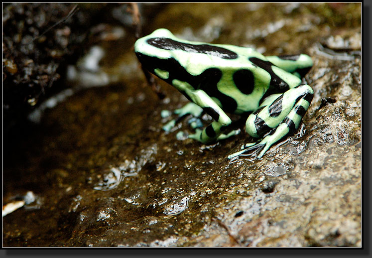 20061208-0048-Green-and-Black-Poison-Dart-Frog