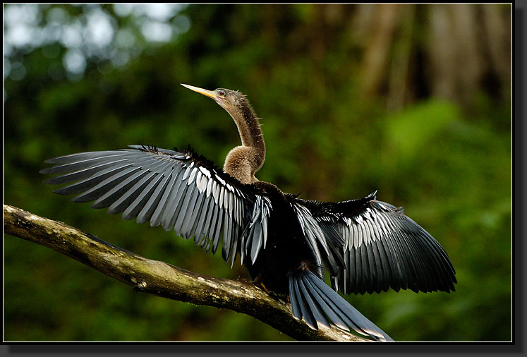 20061208-0063-Anhinga,-Sarapiqui-River